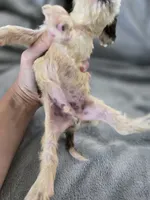 AKC Rosey's White Tri-Color Boy, TEXT 520-254-7407 , a male Cocker Spaniel for sale in Casa Grande, AZ – 4 of 7