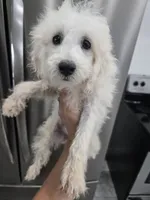 AKC Female - TEXT 520-254-7407 , a female Poodle - Miniature  for sale in Casa Grande, AZ – 6 of 10