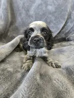AKC Dora's Roan Girl, TEXT 520-254-7407, a female Cocker Spaniel for sale in Casa Grande, AZ – 5 of 10