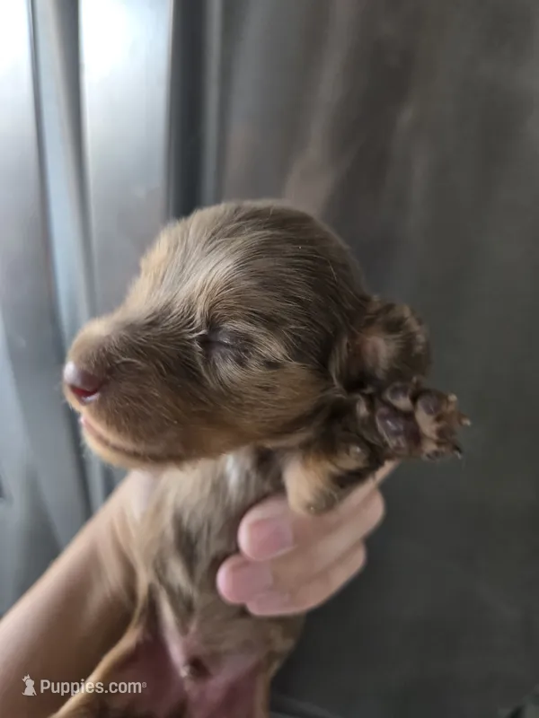 AKC Pepper's Male Chocolate Dapple, TEXT 520-254-7407  – Dachshund puppy for sale in Casa Grande, AZ