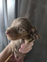 AKC Pepper's Male Chocolate Dapple, TEXT 520-254-7407 , a male Dachshund for sale in Casa Grande, AZ – 1 of 7
