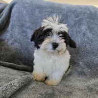 AKC Katherine's Boy, a male Havanese for sale in Casa Grande, AZ – Photo 3 of 10