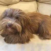 AKC Katherine's Boy, a male Havanese for sale in Casa Grande, AZ – Photo 10 of 10