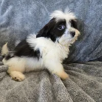 AKC Katherine's Boy, a male Havanese for sale in Casa Grande, AZ – Photo 8 of 10