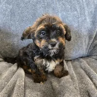 AKC Skye's Red/Black Boy, a male Havanese for sale in Casa Grande, AZ – Photo 6 of 10