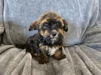 AKC Skye's Red/Black Boy, a male Havanese for sale in Casa Grande, AZ – Photo 6 of 10