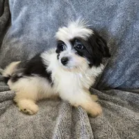 AKC Katherine's Boy, a male Havanese for sale in Casa Grande, AZ – Photo 7 of 10