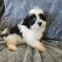 AKC Katherine's Boy, a male Havanese for sale in Casa Grande, AZ – Photo 1 of 10