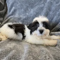 AKC Katherine's Boy, a male Havanese for sale in Casa Grande, AZ – Photo 2 of 10