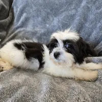 AKC Katherine's Boy, a male Havanese for sale in Casa Grande, AZ – Photo 5 of 10