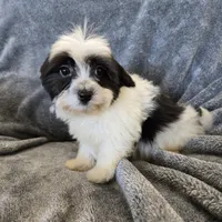 AKC Katherine's Boy, a male Havanese for sale in Casa Grande, AZ – Photo 4 of 10