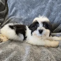 AKC Katherine's Boy, a male Havanese for sale in Casa Grande, AZ – Photo 6 of 10