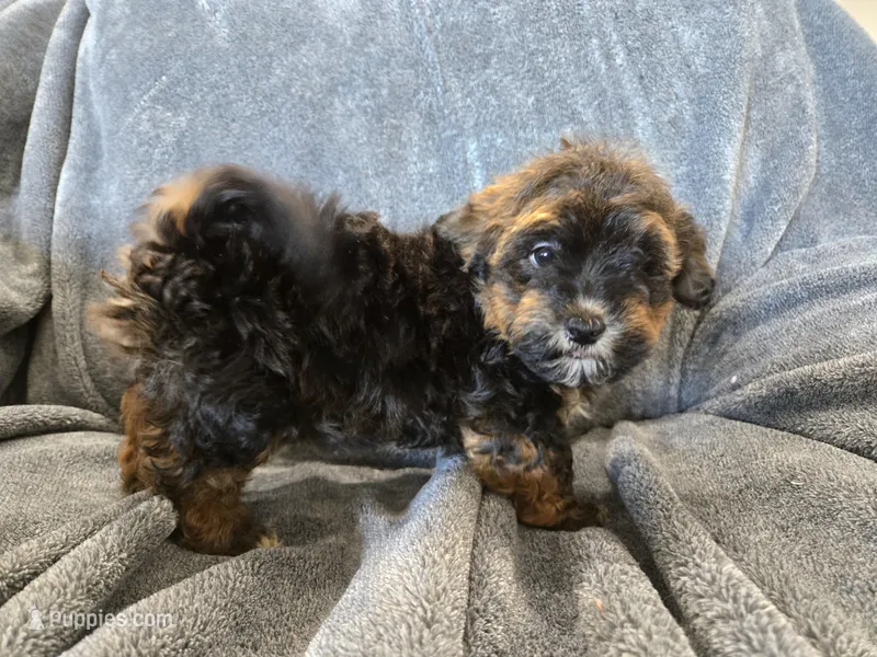 AKC Skye's Red/Black Boy