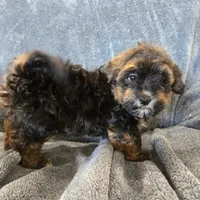 AKC Skye's Red/Black Boy, a male Havanese for sale in Casa Grande, AZ – Photo 1 of 10