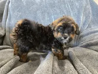 AKC Skye's Red/Black Boy, a male Havanese for sale in Casa Grande, AZ – Photo 1 of 10