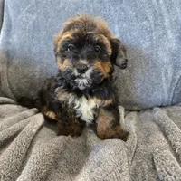 AKC Skye's Red/Black Boy, a male Havanese for sale in Casa Grande, AZ – Photo 7 of 10