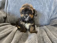 AKC Skye's Red/Black Boy, a male Havanese for sale in Casa Grande, AZ – Photo 7 of 10