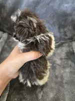 AKC Bisque's Parti Girl, TEXT 520-254-7407, a female Havanese for sale in Casa Grande, AZ – 7 of 10