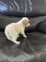 AKC Female, a female Cavalier King Charles Spaniel for sale in Casa Grande, AZ – 8 of 9