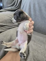 AKC Long Hair Dapple Girl - TEXT 520-254-7407 , a female Dachshund for sale in Casa Grande, AZ – 8 of 10