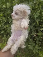 Lucy's Purebred Girl, a male Havanese for sale in Casa Grande, AZ – 5 of 5