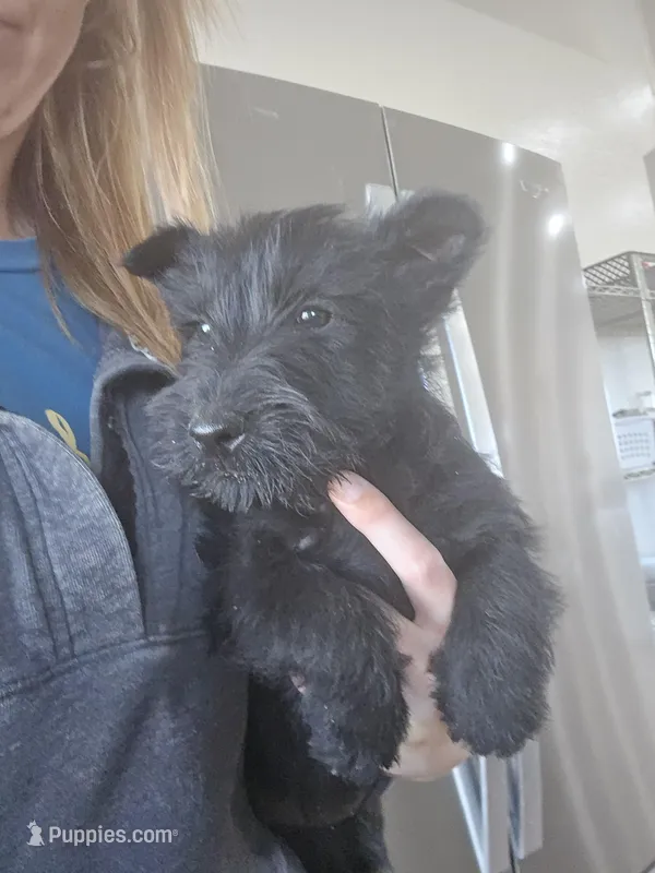 AKC Scottie Girl