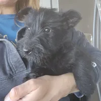 AKC Scottie Girl, a female Scottish Terrier for sale in Casa Grande, AZ – Photo 4 of 10