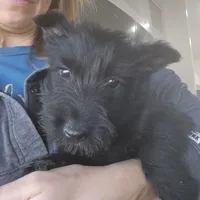 AKC Scottie Girl, a female Scottish Terrier for sale in Casa Grande, AZ – Photo 8 of 10