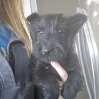 AKC Scottie Girl, a female Scottish Terrier for sale in Casa Grande, AZ – Photo 2 of 10