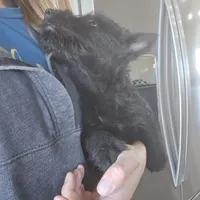 AKC Scottie Girl, a female Scottish Terrier for sale in Casa Grande, AZ – Photo 3 of 10