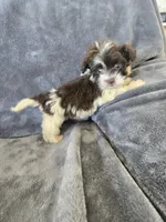 AKC Bisque's Parti Girl, TEXT 520-254-7407, a female Havanese for sale in Casa Grande, AZ – 1 of 10