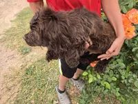 AKC Chocolate Boy, a male Cocker Spaniel for sale in Casa Grande, AZ – Photo 8 of 10