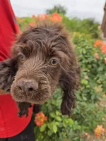 AKC Chocolate Boy, a male Cocker Spaniel for sale in Casa Grande, AZ – Photo 4 of 10