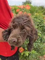 AKC Chocolate Boy, a male Cocker Spaniel for sale in Casa Grande, AZ – Photo 6 of 10
