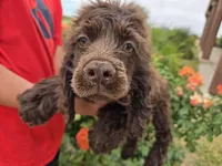 AKC Chocolate Boy, a male Cocker Spaniel for sale in Casa Grande, AZ – Photo 3 of 10