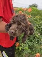 AKC Chocolate Boy, a male Cocker Spaniel for sale in Casa Grande, AZ – Photo 2 of 10