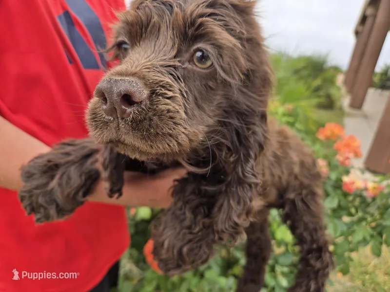AKC Chocolate Boy – Cocker Spaniel puppy for sale in Casa Grande, AZ