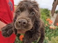 AKC Chocolate Boy, a male Cocker Spaniel for sale in Casa Grande, AZ – Photo 7 of 10