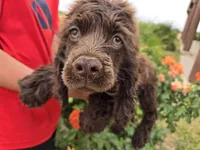 AKC Chocolate Boy, a male Cocker Spaniel for sale in Casa Grande, AZ – Photo 5 of 10