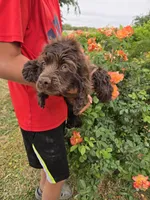 AKC Chocolate Boy, a male Cocker Spaniel for sale in Casa Grande, AZ – Photo 10 of 10