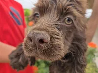 AKC Chocolate Boy, a male Cocker Spaniel for sale in Casa Grande, AZ – Photo 9 of 10