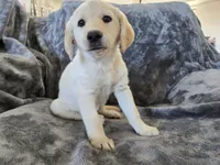 AKC Daisy's Female, a female Labrador Retriever for sale in Casa Grande, AZ – Photo 3 of 10