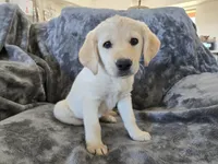 AKC Daisy's Female, a female Labrador Retriever for sale in Casa Grande, AZ – Photo 7 of 10