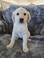 AKC Daisy's Female, a female Labrador Retriever for sale in Casa Grande, AZ – Photo 9 of 10