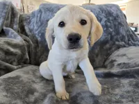 AKC Daisy's Female, a female Labrador Retriever for sale in Casa Grande, AZ – Photo 6 of 10