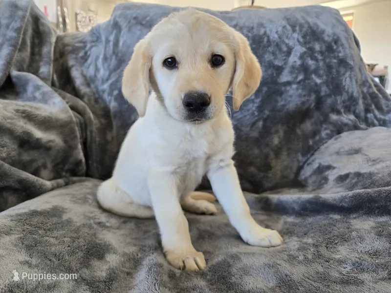 AKC Daisy's Female – Labrador Retriever puppy for sale in Casa Grande, AZ