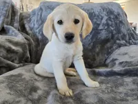 AKC Daisy's Female, a female Labrador Retriever for sale in Casa Grande, AZ – Photo 1 of 10