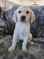 AKC Daisy's Female, a female Labrador Retriever for sale in Casa Grande, AZ – Photo 8 of 10