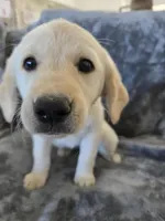 AKC Daisy's Female, a female Labrador Retriever for sale in Casa Grande, AZ – Photo 5 of 10