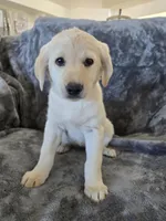 AKC Daisy's Female, a female Labrador Retriever for sale in Casa Grande, AZ – Photo 4 of 10